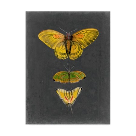 Trademark Fine Art Naomi Mccavitt 'Butterflies On Slate I' Canvas Art, 24x32 WAG11770-C2432GG